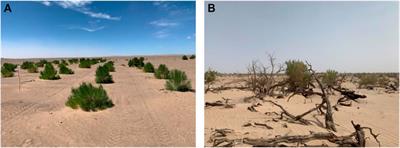 The relationship between vegetation and soil moisture reveals the vegetation carrying capacity threshold—A case study of a Haloxylon ammodendron plantation in the Alxa desert, China